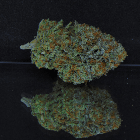 Chief Chirp (EWOK x Greatful Breath) *Hybrid