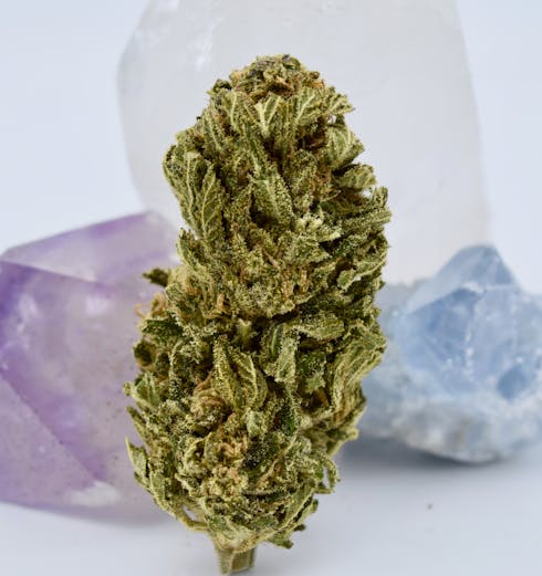 Super Sale! Bleugenius (High CBD 15:1)