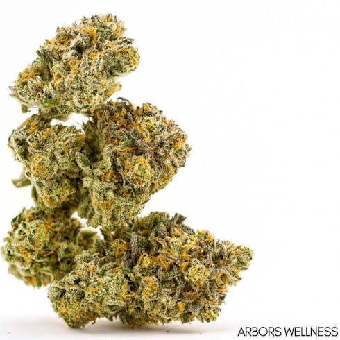 Plumwine *MEDICAL*