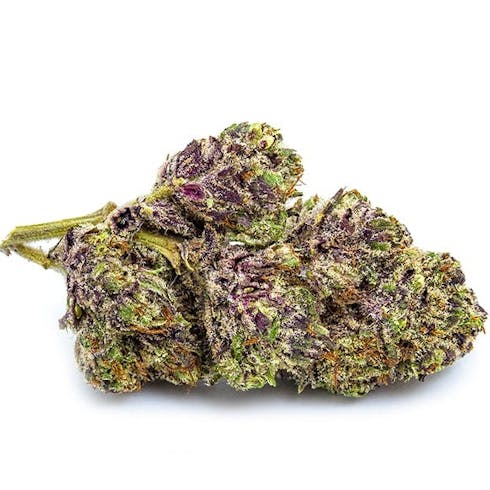 Flower - Purple Lamborghini