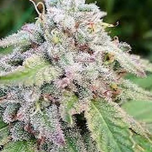 Fruity Pebbles
