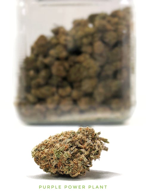 Purple Power Plant by Triumph Farms