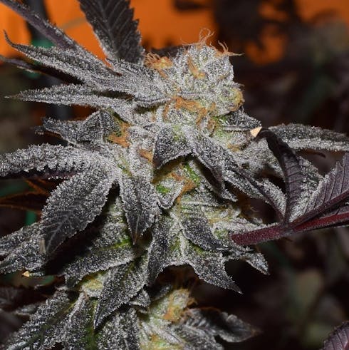 MED Platinum GSC (Ten Four Farms)
