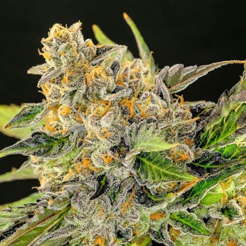 Miami Heat | Redwood | Flower