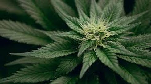 Crenshaw Melon (Sativa)