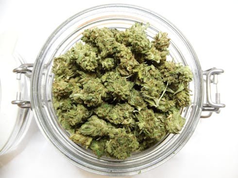 Rainwater GG Economy Buds by Rainwater Farms