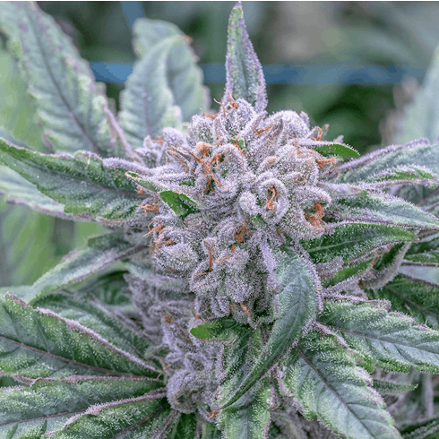 Colorado Kush