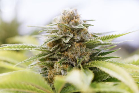 Lemon Jeffery