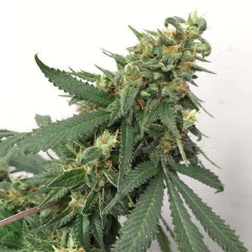 Afghani by Maine Grown