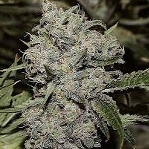 Ghost Train Haze