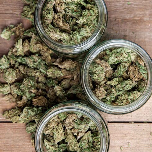 Baby Buds Ounce- Odessey