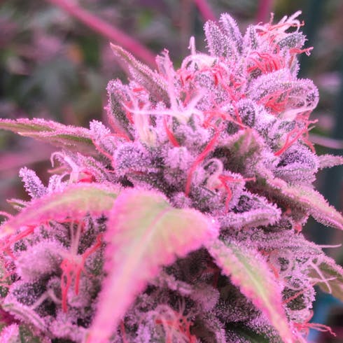 Headband X I95 by Maine Grown