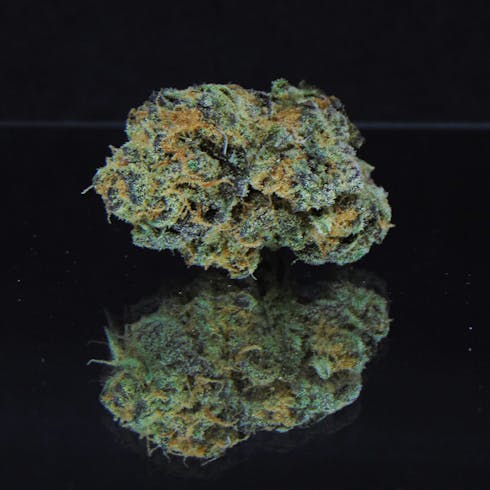 Mint Chocolate Chip ( Green Ribbon X Mystery Cooks ) * Hybrid