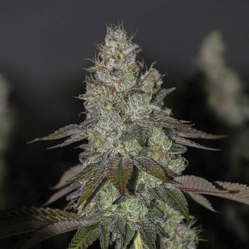 GMO Cookies (Resin Ranchers)
