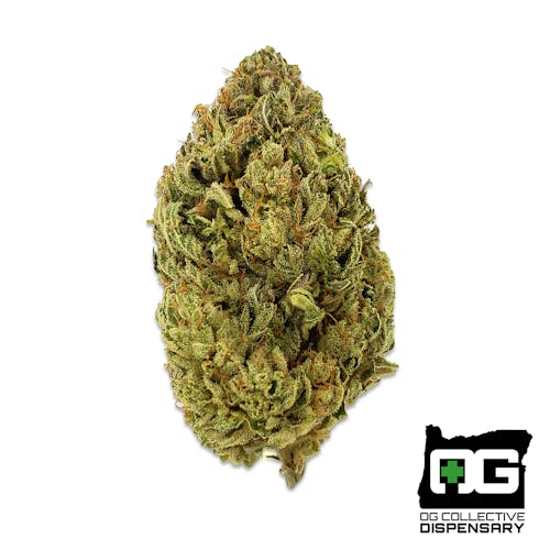HEADDOG X INTERSPECIES EROTICA from OG GARDENS