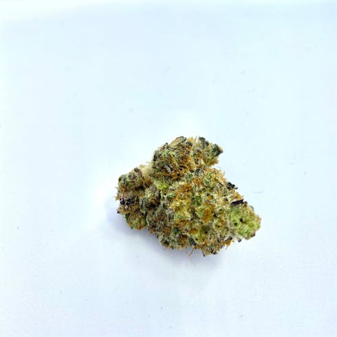 Squirt | Pacific Grove