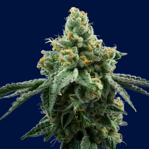 Swamp Thing (70/30 Indica)