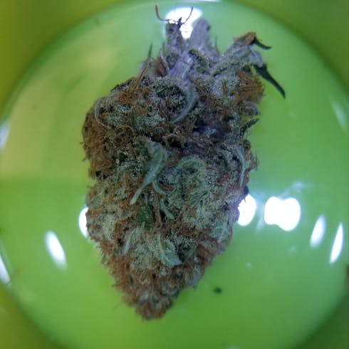 GIRL SCOUT CRACK