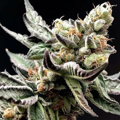 $150 Oz - Super Dave (KGB)