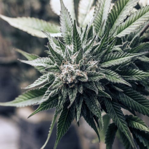Harlequin (CBD)