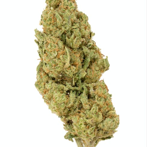 Pennywise (I) (CBD)