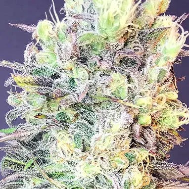 $150 Oz - Howard Da Monk (Excolo)