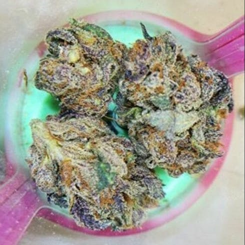 PURPLE GORILLA