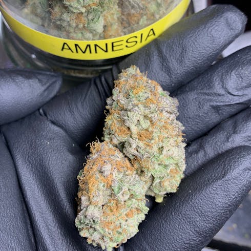 Amnesia
