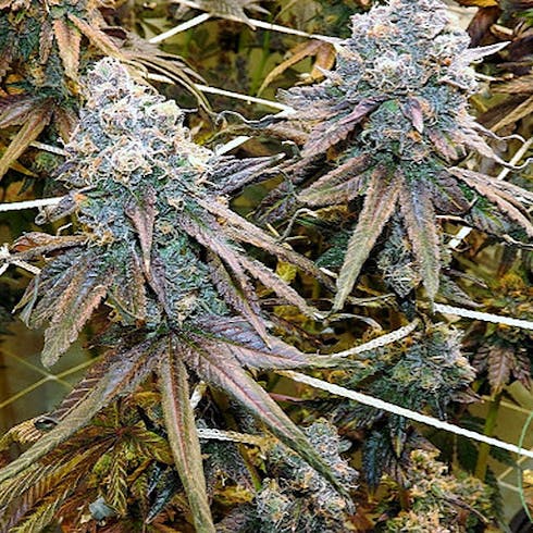 Gelato 33 by FLWR Farms