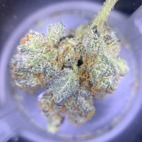 PANAMA KUSH