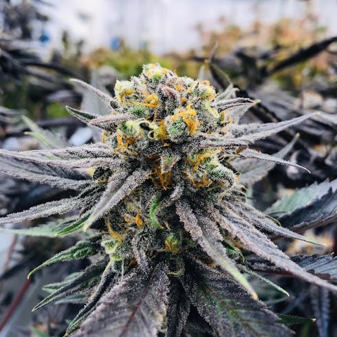 Grape God