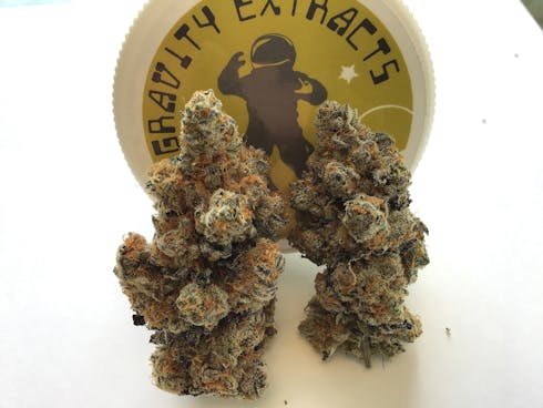 Purple Punch