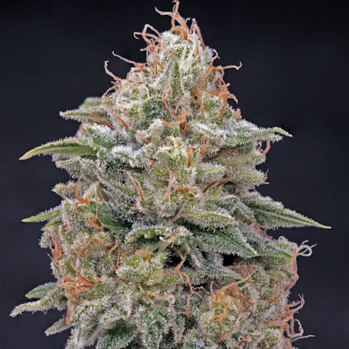 *** BOWL OF THE DAY** Pinot Green (Sativa)