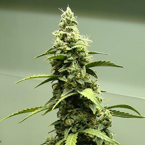 Alien Double Dawg
