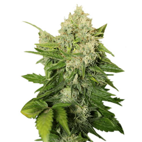 Smoke-Rite - Sour Space Candy - Hemp