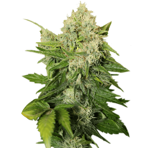 Grown Rogue - Critical Jack