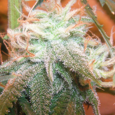 Lemon Zkittles