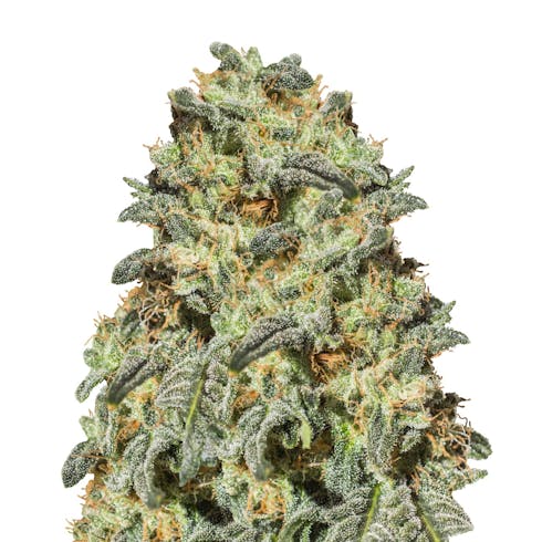 White Widow x Big Bud