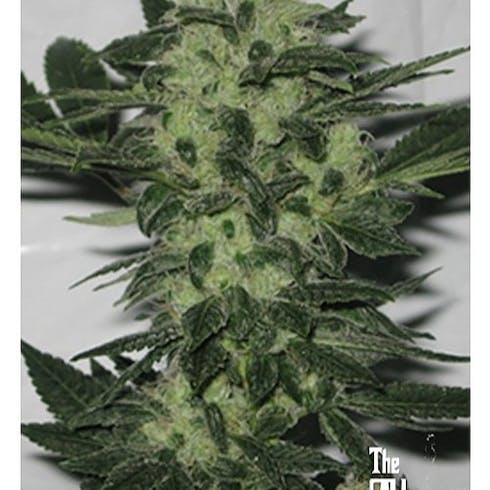 Original Sour Diesel