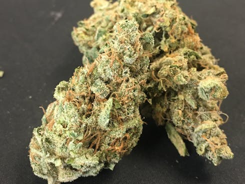 Ambrosia