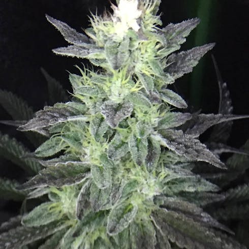 Eagle Scout - Premium
