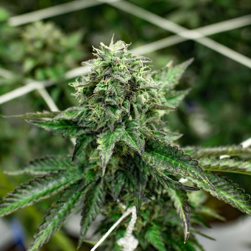 Bronze - The Purps 1/2