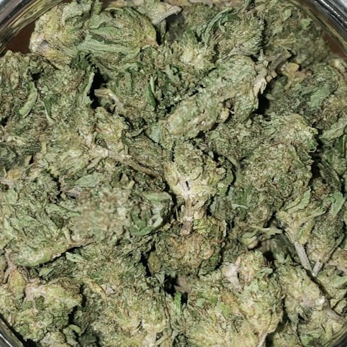 $99oz - Harlequin OD (Oregon Roots)
