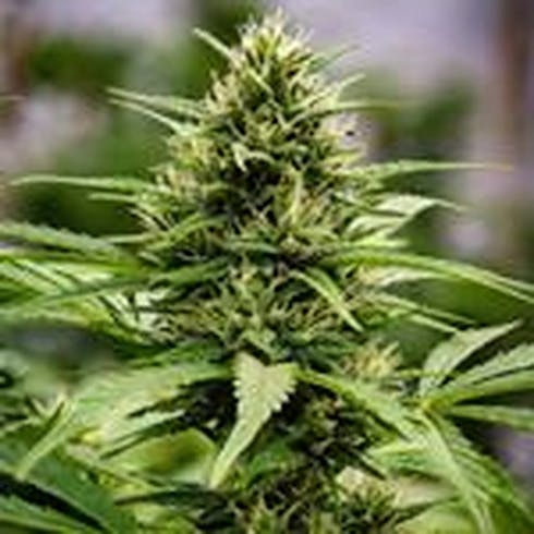 MED Mt. Hood Magic (Resin Rancher's)