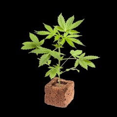 THC Design Cannabis Clones 24k Gold Clone