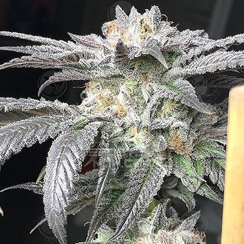 Black Banana F2 #7 (60/40 Indica)