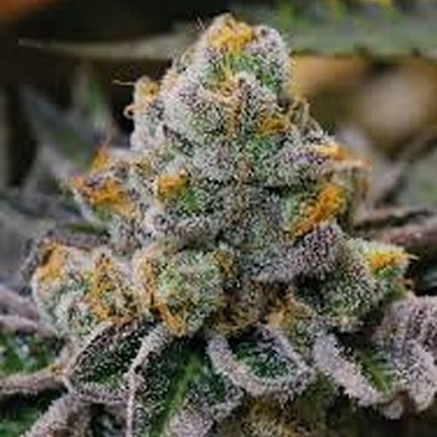 GSC (f.k.a. Girl Scout Cookies)