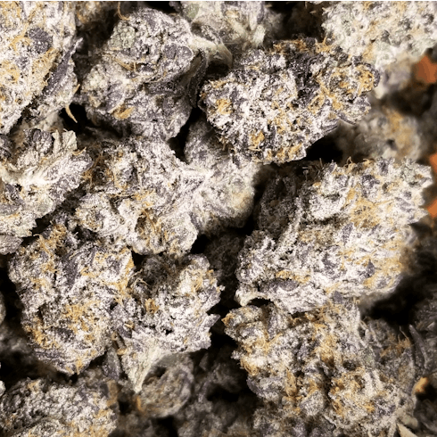 Exotic (Shango)