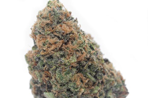 GRAPE HEAD