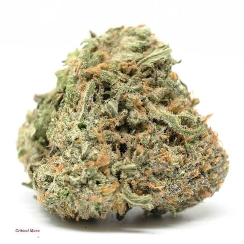 Critical Mass | Cannabis Nation